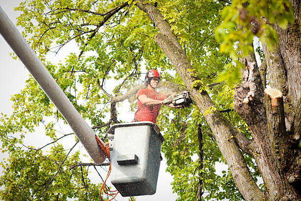 How Our Tree Care Process Works  in  Duvall, WA